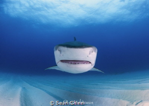Head on. A female tiger shark heads straight for me at Ti... by Sean Chinn 